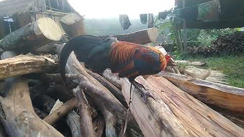 qaib dib leej twg nyiam noog tau