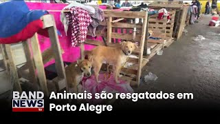 Mais de dez mil animais são resgatados no RS | BandNewsTV