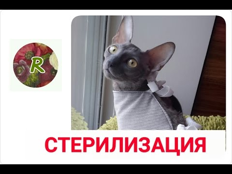 ❤️Как ухаживать за кошкой после СТЕРИЛИЗАЦИИ?❤️ Выход из НАРКОЗА ❤️Советы RusLanaSolo❤️