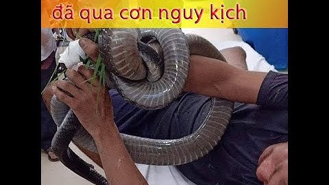 Người đàn ông Tây Ninh Bị rắn cắn đã qua cơn nguy kịch