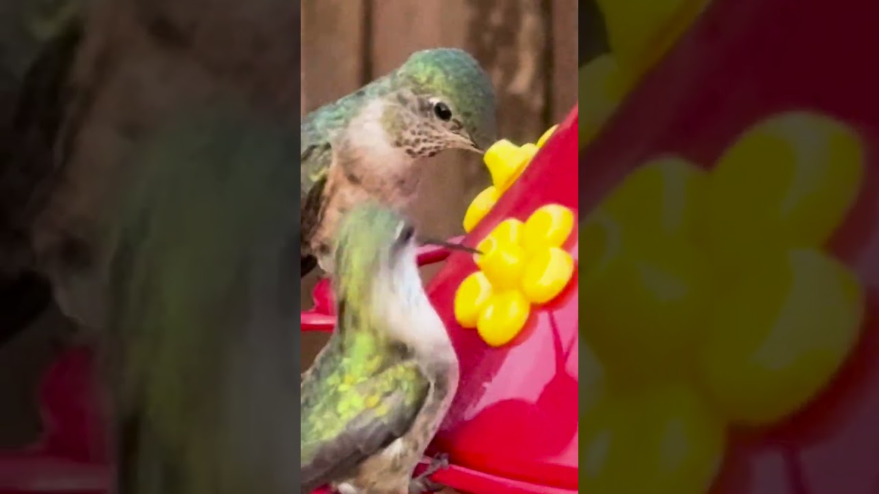 Moma hummingbird letting her baby humming bird feed in the Rocky Mountains #hummingbirds