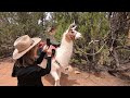 2022 Capitol Reef Resort - Llama Hike