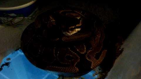 maternal incubation video 6-9-09