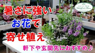 Container Gardening Series] Planting Heat-Tolerant Flowers