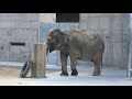 ふじ子さんの出舎風景 2017/11/19（岡崎市東公園動物園）