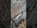 Natural stone wall cladding tails #shorts #viral #video