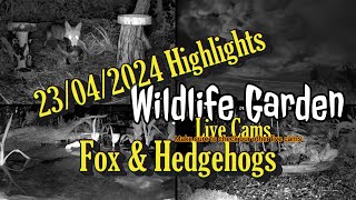 23\/04\/2024  Highlights Fox \& Hedgehog Visits