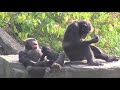 sexual chimp:  1old kojo big friendship with king, also Alexandra adoptive mother