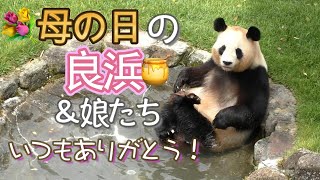 【いつもありがとう】母の日の良浜ママと娘たち【お母さんパンダ】Giant Panda Rauhin  Yuihin,Saihin,Fuhin