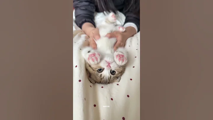 Video 11790651: catlover cats kittycat, kitty catlover cats funny, cat kitten cute funny