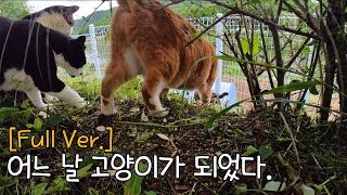 [1H] A day seen through a cat's eyes (full video) Cat video ASMR  For Sleeping