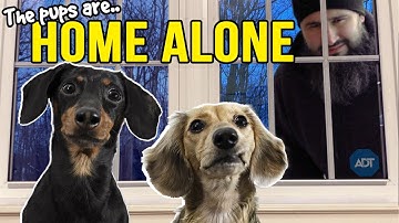 Ep 43: Dogs are HOME ALONE — Puppy Burglar Arrives! 😲
