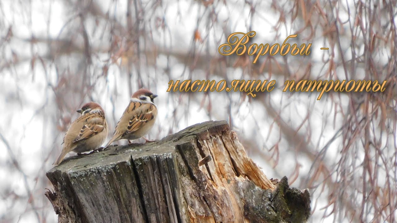 Воробьи - настоящие патриоты. #птицыРоссии #птицыПрикамья