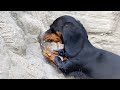 Dachshunds are digging on the beach.