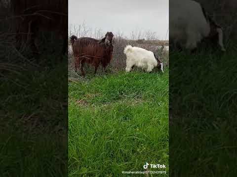 ٢١ مارس ٢٠٢١ 1