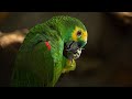 Witness to Hitler’s Era: World’s Oldest Parrot Turns 100!