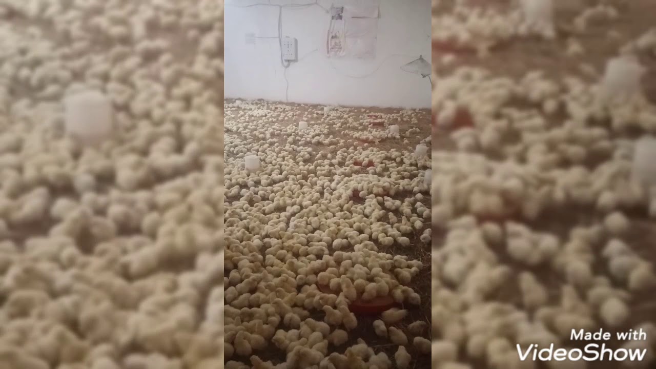 #تربية#الدجاج من اليوم الاول حتى للبيع #الحلقة#الاولى