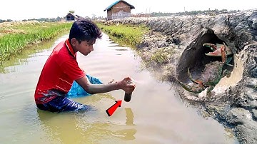 See how Finding Giant Mud Crab in Secret Hole By Liquid Spray || Unique Way Of Mud Crabs Catching