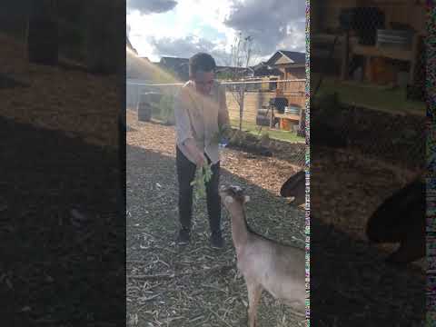 Freethink Director, Michael Wood vs. Bonton Farms Goat