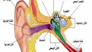 بيتاسيرك  الدكتور فهيد السبيعي