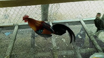 cuab qaib qus 2018#noo4