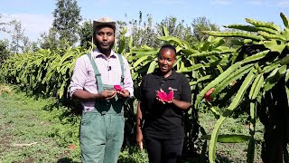 You can make 1 million shillings in your first year as a Dragon Fruits farmer