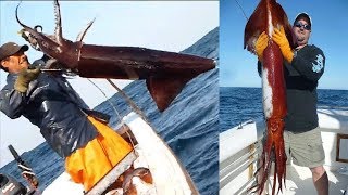 Amazing Giant Squid Catching in The Sea, Fastest Big Squid Packing Processing Factory