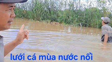 Giăng Lưới Cá Đồng Mùa Nước Nổi Trúng Mánh Luôn