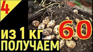 ВЫРАЩИВАНИЕ КАРТОФЕЛЯ от А до Я Урожай картошки из 1 кг получаем 60 кг Часть 4