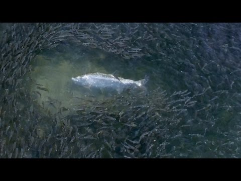 Epic Drone Footage of the Florida Mullet Run - 4K