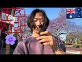 호주 보라색 벚꽃 자카란다 Purple Cherry Blossoms in Brisbane Australia Jacaranda Vlog