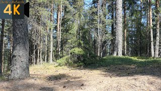 3 hours! Nightingale singing in a pine forest Sand forest Wildlife by Звуки природы Павел Relaxik 1,403 views 11 months ago 3 hours, 4 minutes