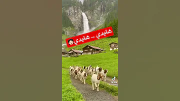 هايدي كرتون هايدي ترند موسيقى 