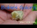 Baby Birds Galore | Pheasantasiam Update Week 4