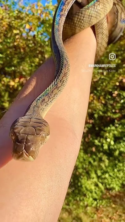 Southern Scrub Python - YouTube