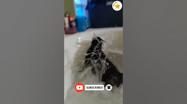 Video 8408671: cat bathtub fails, bathtub cat funny, cats falling funny