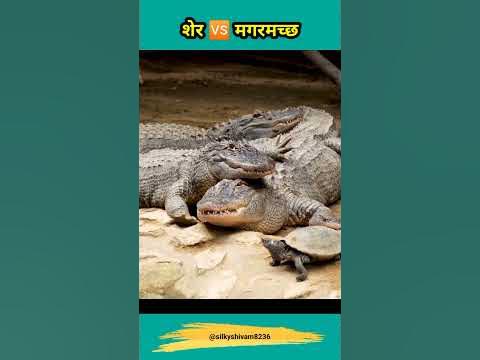 कितने साल जीता है मगरमच्छ?How many years does a crocodile live?#facts #