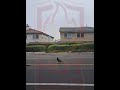 Clever crow makes use of a cats fatal mistake for perfect opportunity to grab an easy meal nature