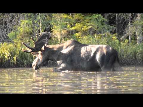 Rus tilida garovga olingan porno tomosha qiling