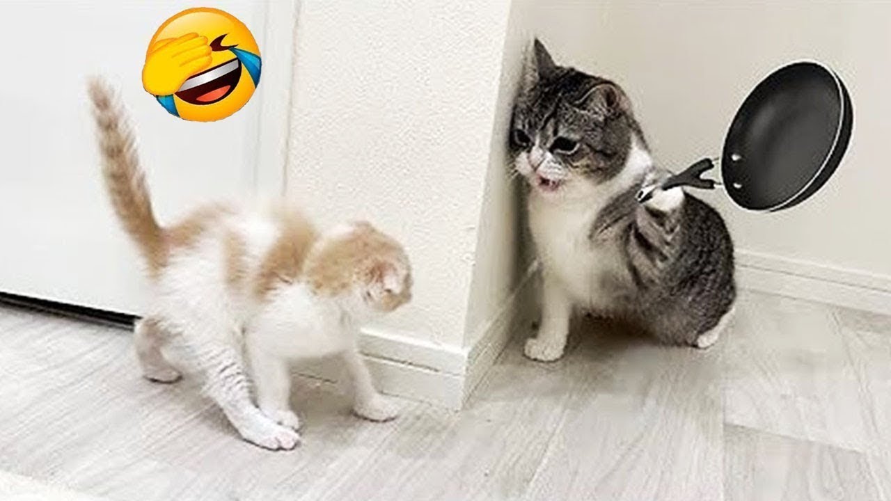 Funniest Cats Ever 2025 | LOL Cat Fails & Cute Moments 🐾 | Part 12 ...