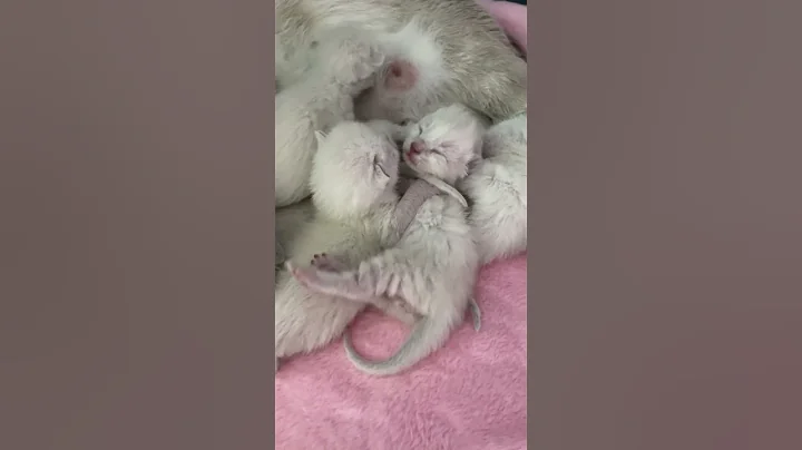 Watch the video about Happy Siamese mama cat with 3 days old kittens #cat #catheaven #catbreed