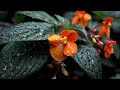 Small Front Yard, Tropical Feel: Lush Oasis Ideas for 2026