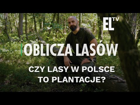 Czy lasy w