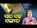 Special story   shocking this family in odisha lives with deadly cobras  otv exclusive