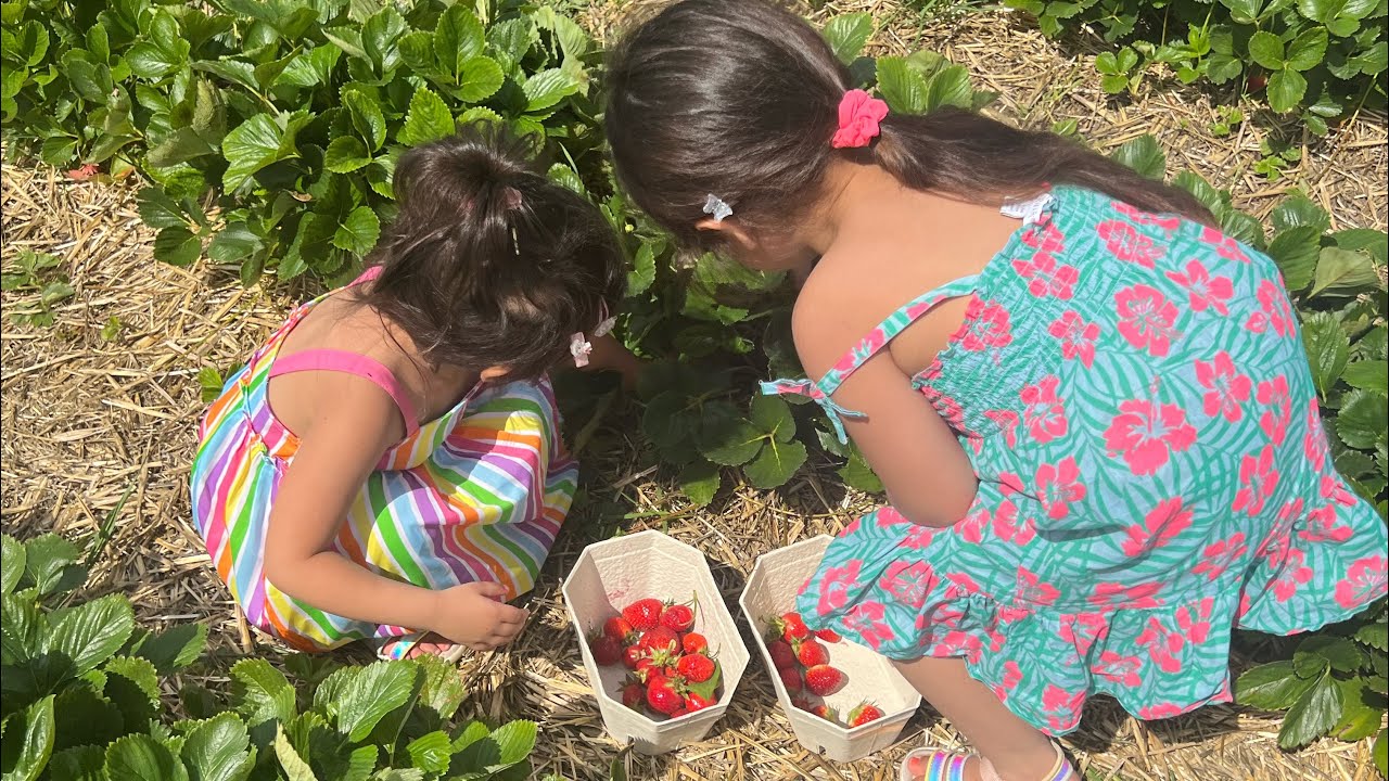 PYO Fruit Picking YouTube