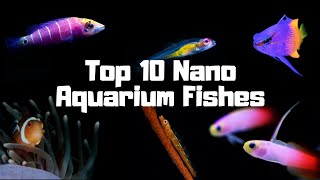 Best Marine Nano Aquarium Fishes...