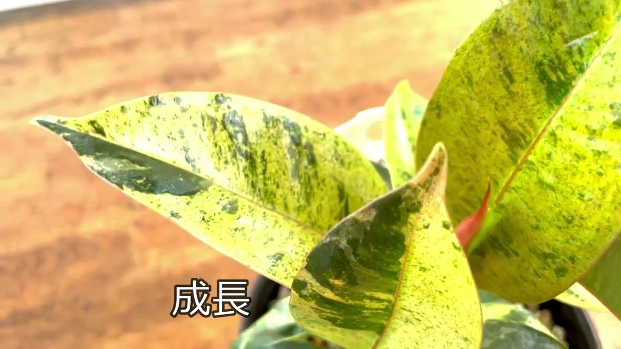 フィカス エラスティカ ジン - YouTube