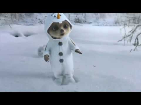 Compare The Meerkat