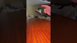 Lil flat ground session