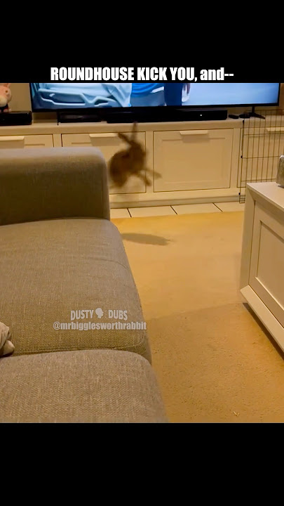 🐇 Turn it down a HARE 🎥: @MrBigglesworthandfriends #shorts